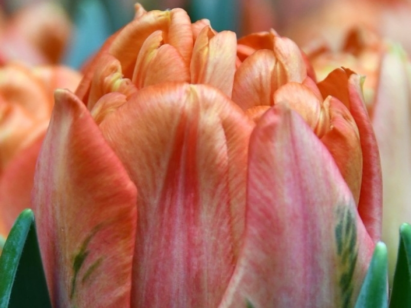 tulipa lorenzo