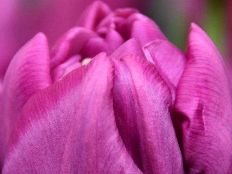 tulipa purple sky