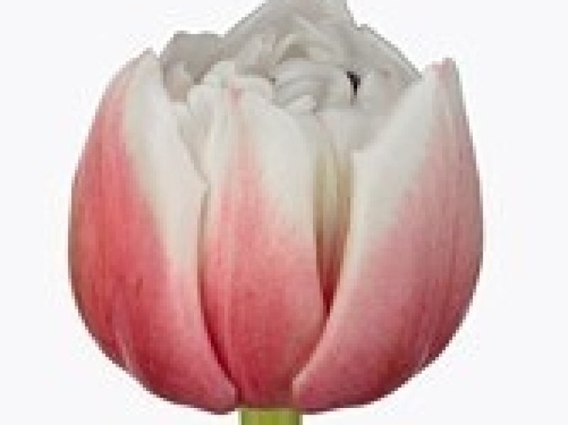 tulipa sambuca