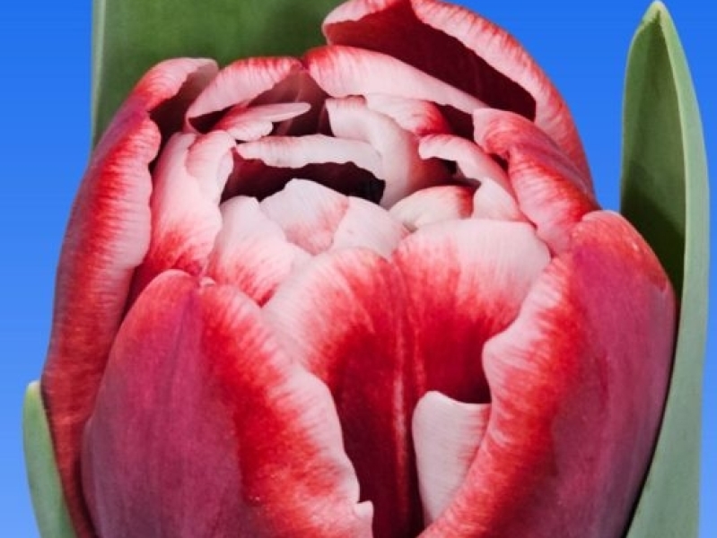 tulipa soulmate