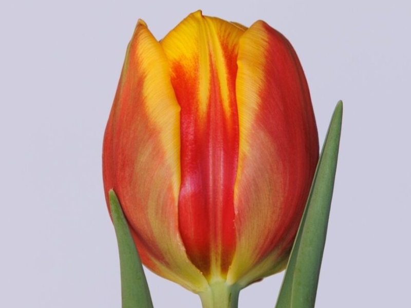 tulipa vuelta