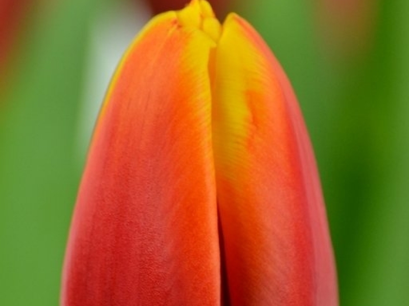 tulipa Andre Citroen