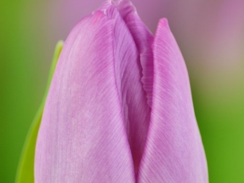 tulips en light pink prince