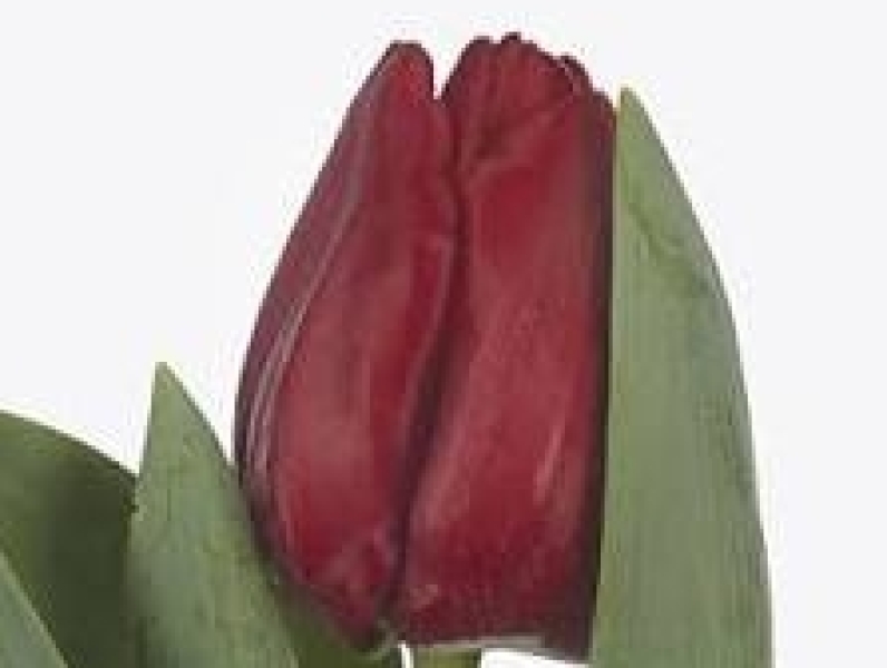 tulipa pitstop