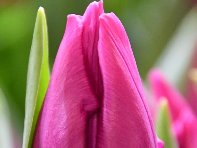 tulipa purple prince