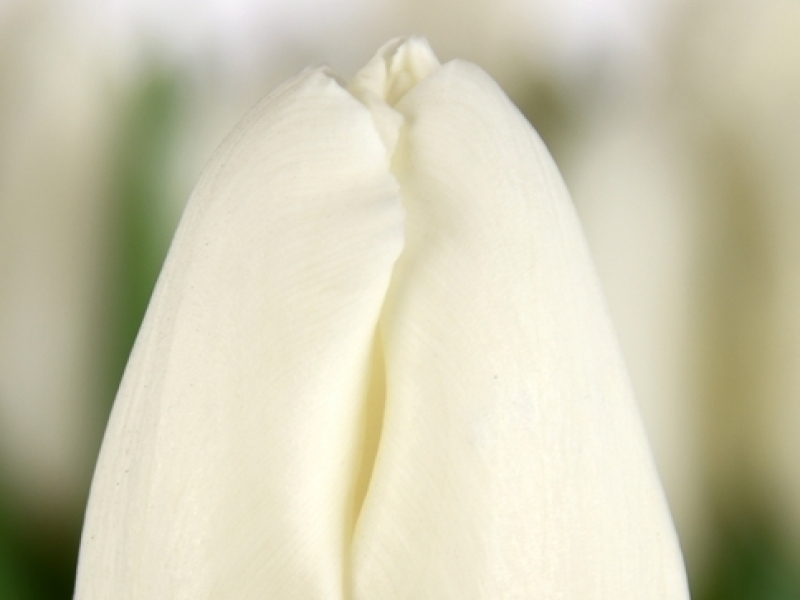 tulipa snowwhite