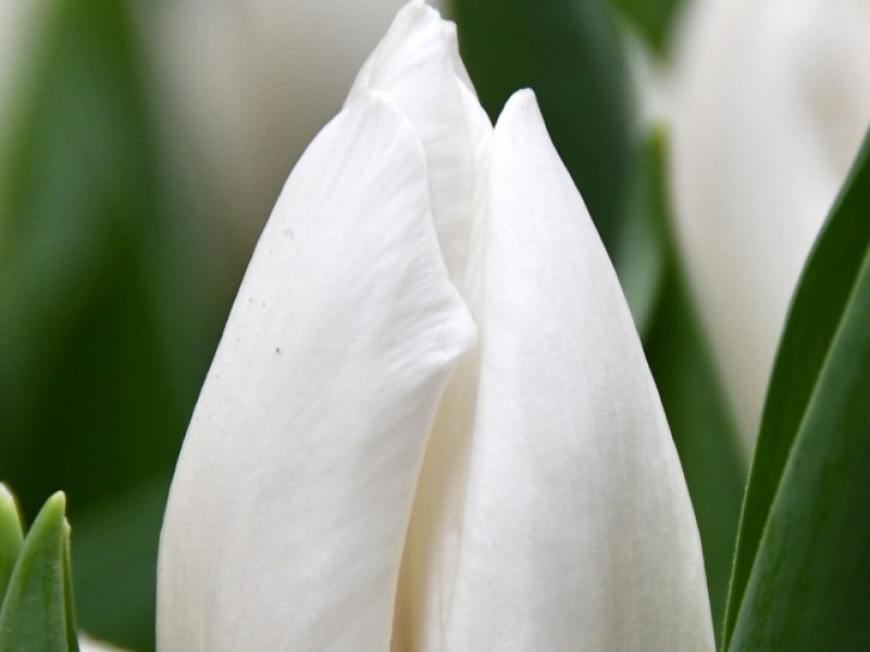 tulipa white prince