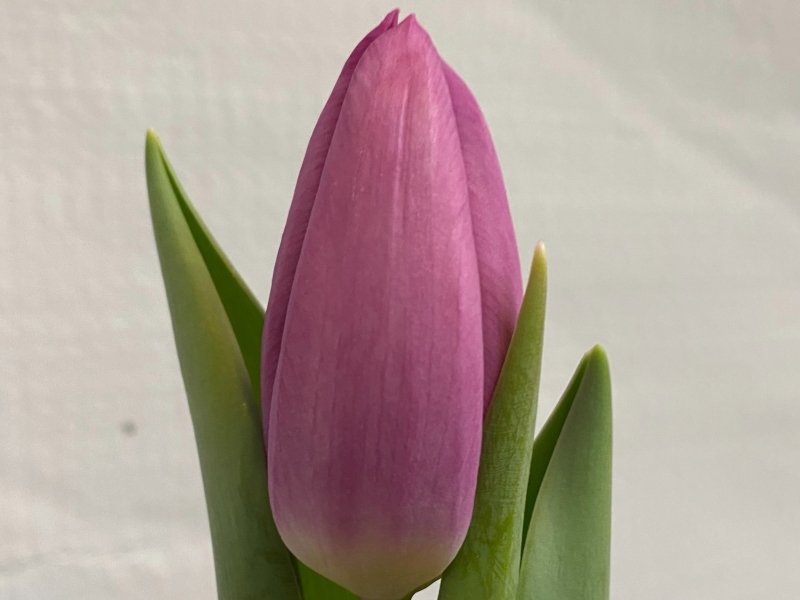 tulipa en zelmira