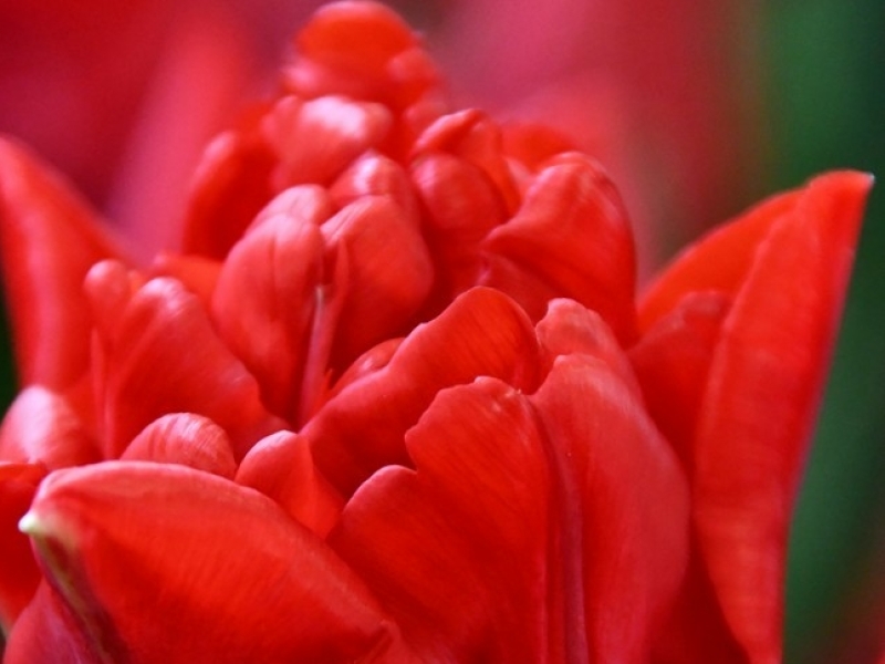tulips red