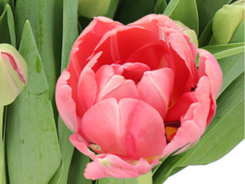 tulipa etched salmon