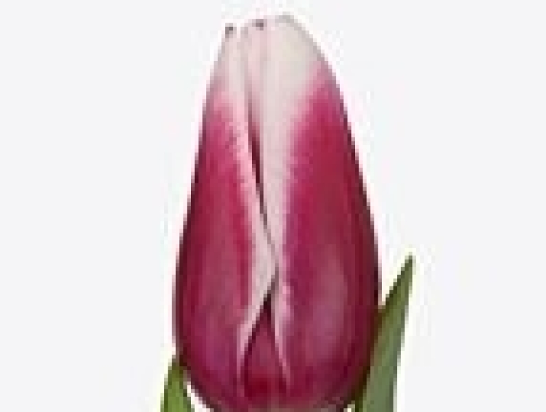 tulipa kamaliya