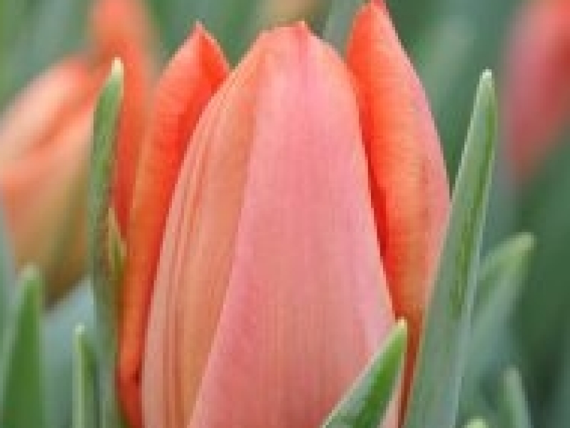 tulipa orange westfrisian