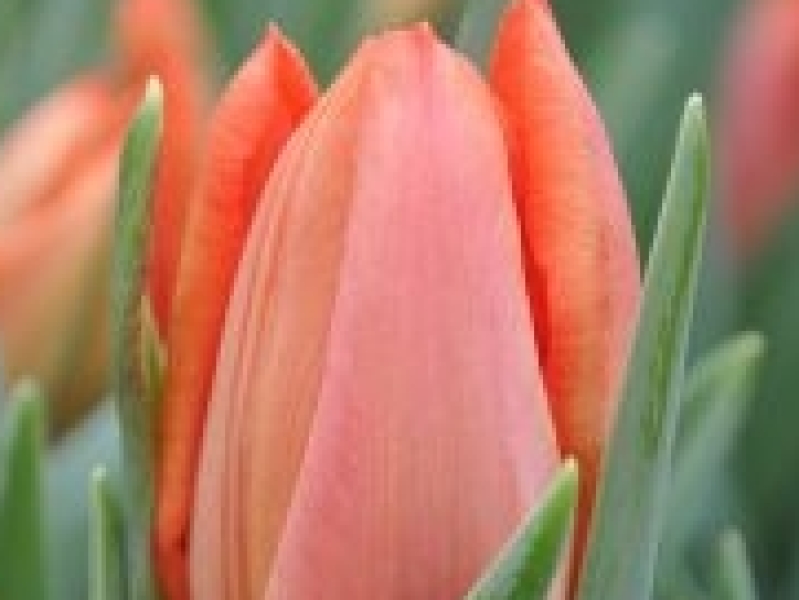 tulipa orange westfrisian