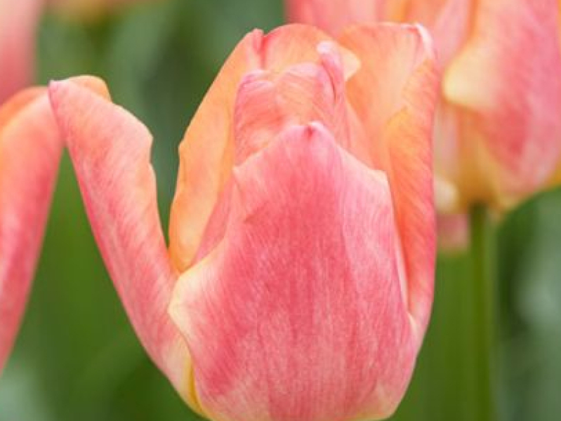tulipa passio sweet