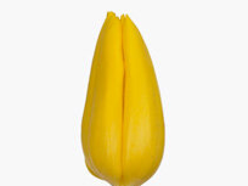 Tulipa Strong gold