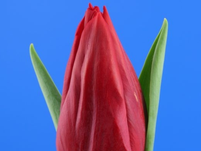 tulipa stronglove