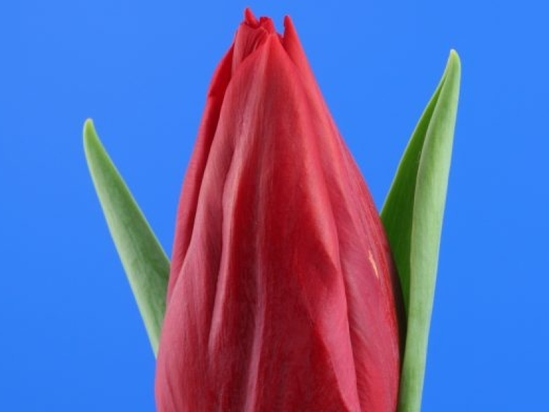 tulipa stronglove