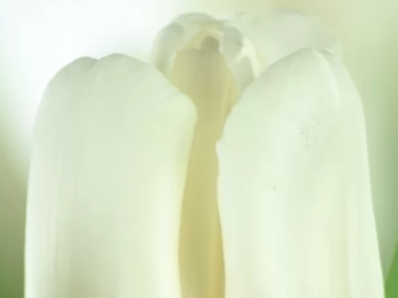 white tulip