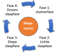 slaapfases-slaapcyclus slaapfases-slaapcyclus
