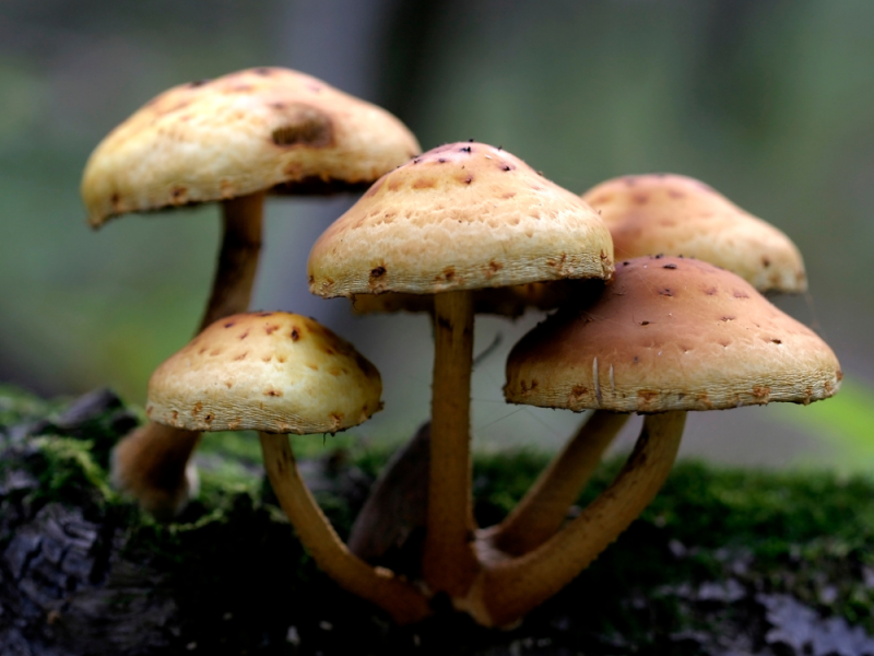 paddenstoelen verwijderen op terras