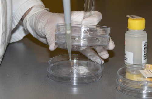 Dental WaterTest laboratorium test Dental WaterTest petrischaaltjes