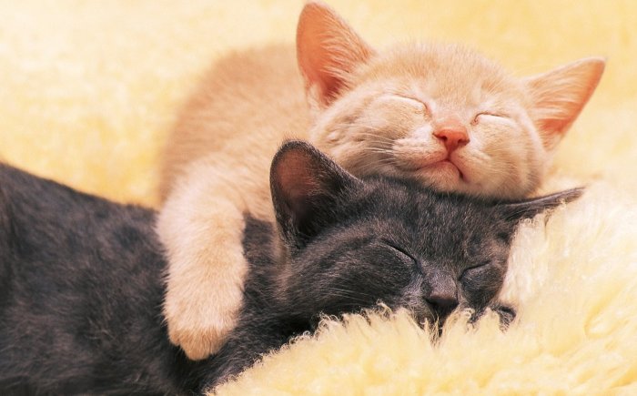 Bachbloesems voor katten Bachbloesems voor katten