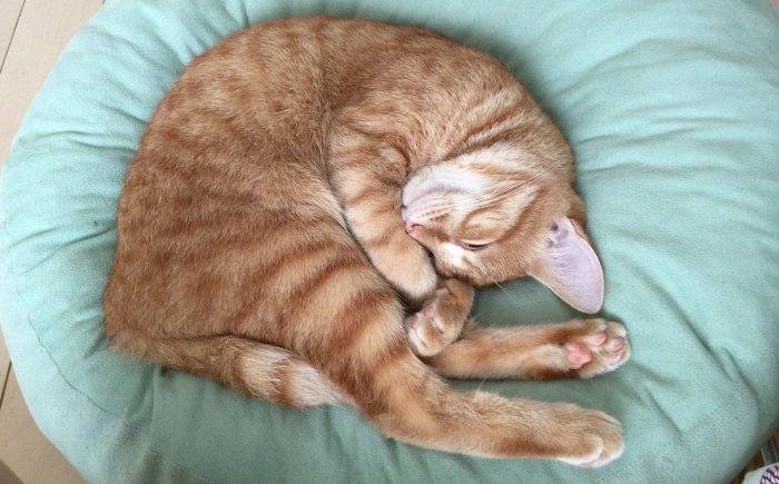 Bachbloesems voor katten Bachbloesems voor katten