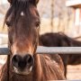 Bachbloesems voor paarden Bachbloesems voor paarden