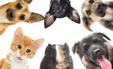 Bachbloesems voor Dieren Bachbloesems voor Dieren