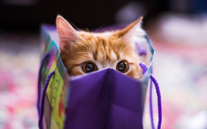 Bachbloesems voor katten Bachbloesems voor katten