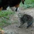 Bachbloesems voor katten Bachbloesems voor katten