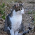 Bachbloesems voor katten Bachbloesems voor katten