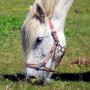 Bachbloesems voor paarden Bachbloesems voor paarden