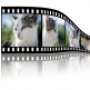 Communiceren met dieren Communiceren met dieren