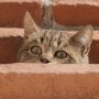 Bachbloesems voor katten Bachbloesems voor katten