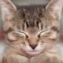 Bachbloesems voor katten Bachbloesems voor katten