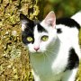 Bachbloesems voor katten Bachbloesems voor katten