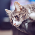 Bachbloesems voor katten Bachbloesems voor katten