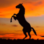 Bachbloesems voor paarden Bachbloesems voor paarden