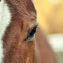 Bachbloesems voor paarden Bachbloesems voor paarden