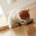 Bachbloesems voor katten Bachbloesems voor katten