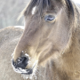 Bachbloesems voor paarden Bachbloesems voor paarden