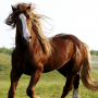 Bachbloesems voor paarden Bachbloesems voor paarden