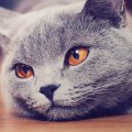 Bachbloesems voor katten Bachbloesems voor katten