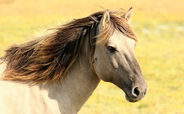 Bachbloesems voor paarden Bachbloesems voor paarden