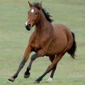 Bachbloesems voor paarden Bachbloesems voor paarden