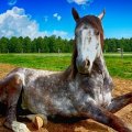 Bachbloesems voor paarden Bachbloesems voor paarden