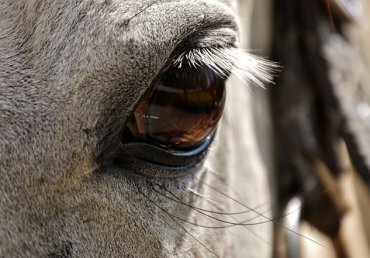 Bachbloesems voor paarden Bachbloesems voor paarden