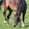 Bachbloesems voor paarden Bachbloesems voor paarden