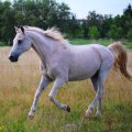 Bachbloesems voor paarden Bachbloesems voor paarden